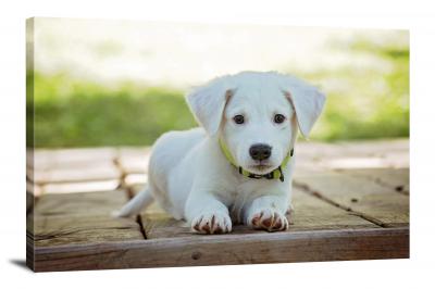CW6502-domestic-animals-puppy-with-a-collar-00