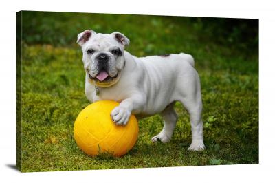 CW6504-domestic-animals-english-bulldog-with-ball-00