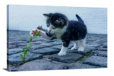CW6505-domestic-animals-kitten-with-a-flower-00