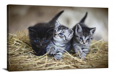 CW6508-domestic-animals-three-kittens-00