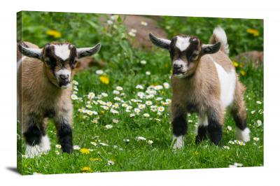 CW6512-domestic-animals-goat-babies-00