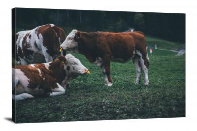CW6513-domestic-animals-cows-in-the-field-00