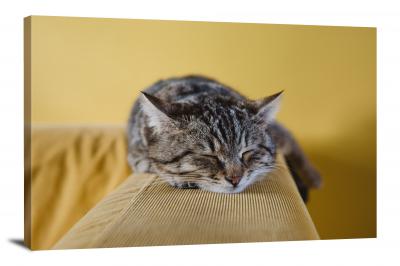 CW6514-domestic-animals-cat-nap-00