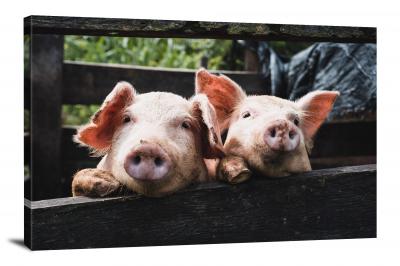 CW6515-domestic-animals-two-piglets-00
