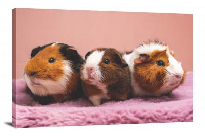 CW6516-domestic-animals-guinea-pig-triplets-00