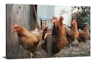 CW6517-domestic-animals-chicken-coop-00