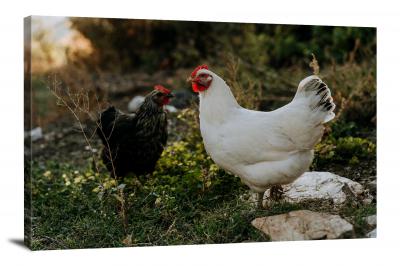 CW6518-domestic-animals-black-and-white-chickens-00