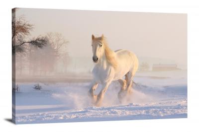 CW6519-domestic-animals-white-horse-00