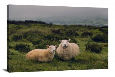 Sheep on a Pasture, 2017 - Canvas Wrap