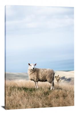 Sheep in New Zealand, 2019 - Canvas Wrap