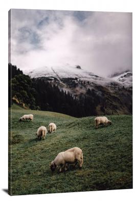 Sheep in the Bavarian Alps, 2018 - Canvas Wrap