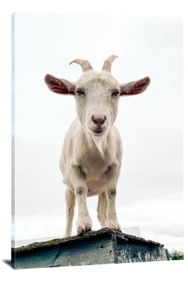 Goat Staring into the Camera, 2020 - Canvas Wrap