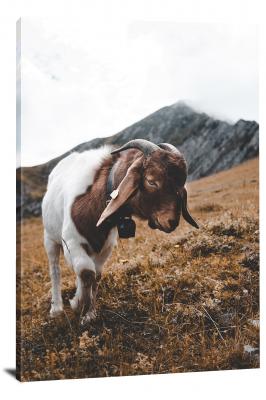 CW6529-domestic-animals-kid-goat-in-the-wild-00