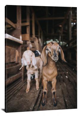 Baby Goats, 2020 - Canvas Wrap