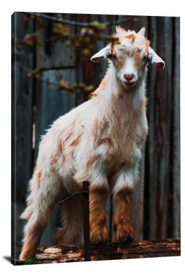 Fluffy Goat, 2021 - Canvas Wrap