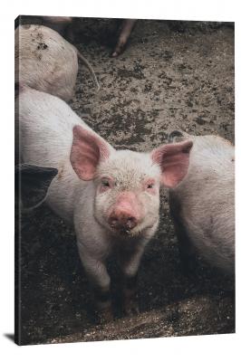 CW6532-domestic-animals-pig-looking-into-camera-00