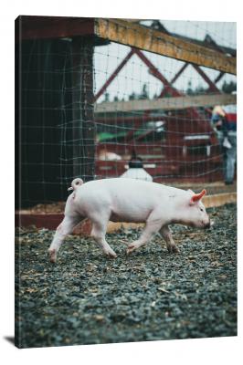 Pig Walking in the Farm, 2021 - Canvas Wrap