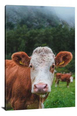 CW6535-domestic-animals-direct-eyecontact-with-cow-00