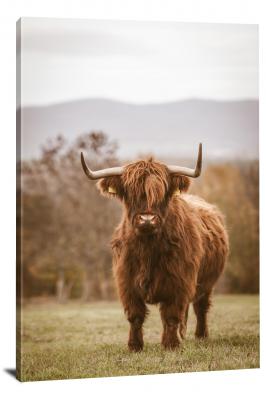 CW6536-domestic-animals-long-haired-cow-00