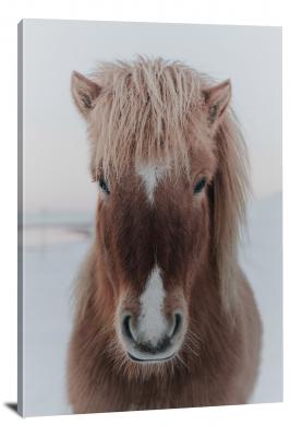 CW6540-domestic-animals-icelandic-horse-in-the-snow-00