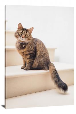 CW6541-domestic-animals-cat-on-the-stairs-00