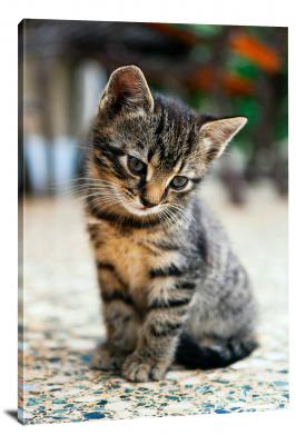 CW6542-domestic-animals-cute-kitten-00