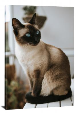 CW6543-domestic-animals-blue-eyed-cat-00