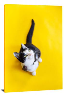 Yellow Background Cat, 2021 - Canvas Wrap