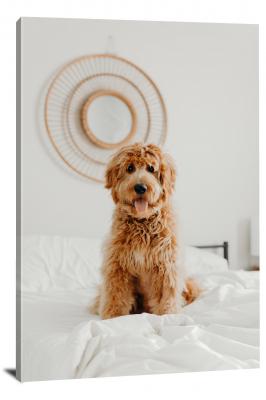 CW6547-domestic-animals-dog-on-the-bed-00
