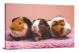 Guinea Pig Triplets, 2021 - Canvas Wrap