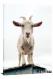 Goat Staring into the Camera, 2020 - Canvas Wrap
