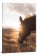 Horse Looking at Sunset, 2020 - Canvas Wrap