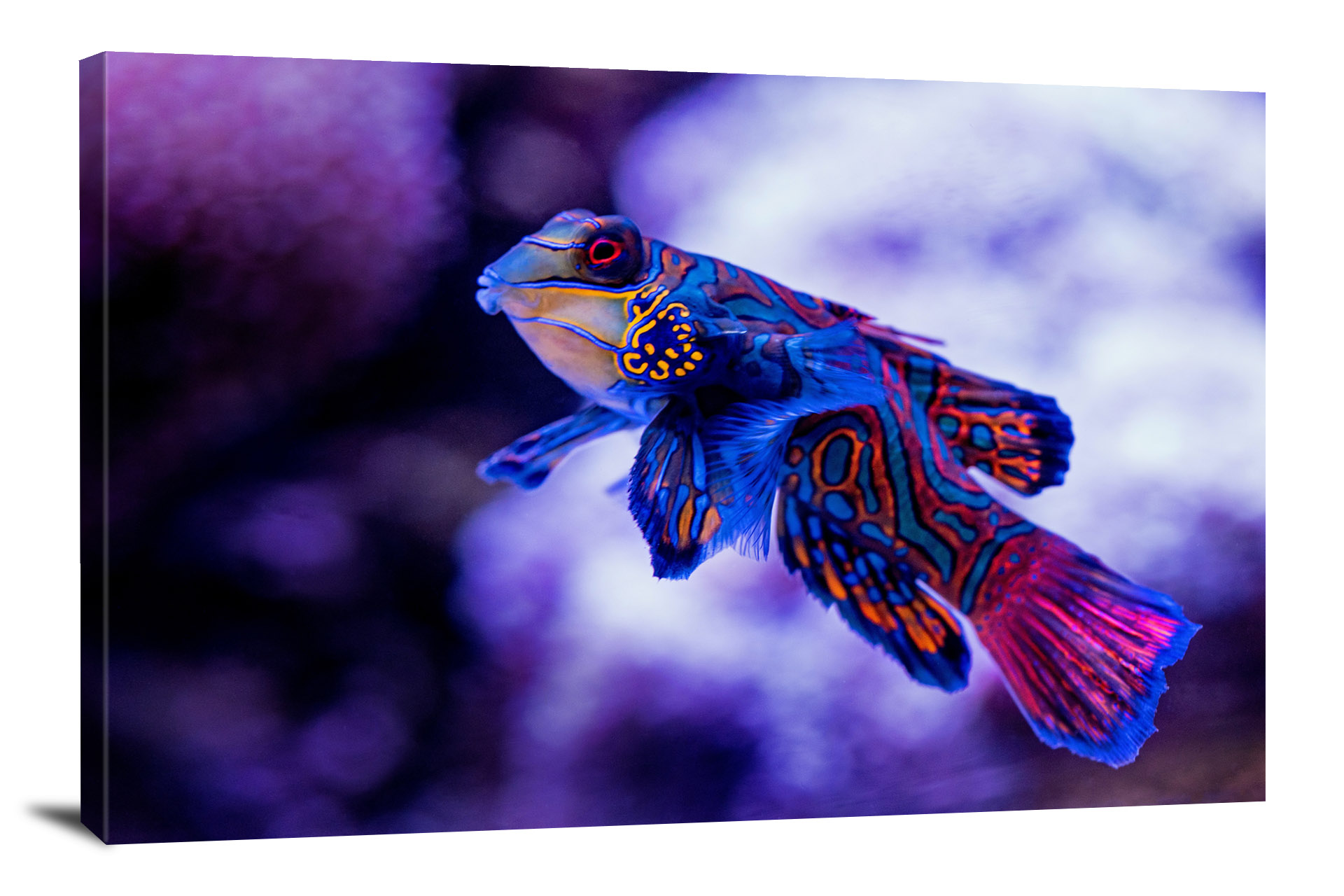 Mandarinfish, 2019 - Canvas Wrap