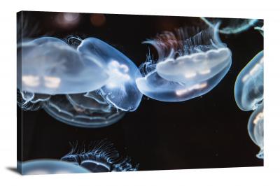 Jellyfish, 2019 - Canvas Wrap