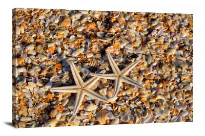 Starfish and Shells, 2016 - Canvas Wrap