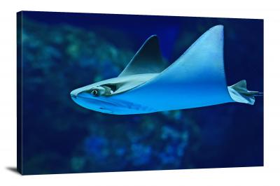 CW6611-fish-cow-nose-ray-00