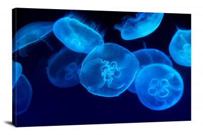 CW6614-fish-blue-moon-jellyfish-00