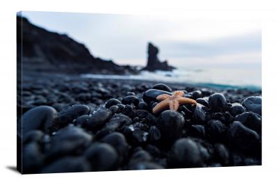 Starfish on Black Sand Beach, 2020 - Canvas Wrap
