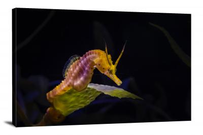 CW6618-fish-yellow-seahorse-00