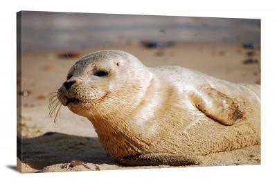CW6622-fish-seal-on-the-beach-00