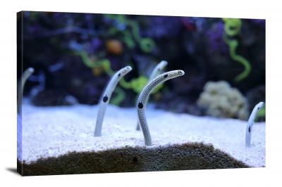 CW6624-fish-garden-eel-poking-out-00