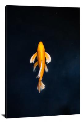 CW6625-fish-orange-fish-in-a-black-background-00