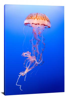 CW6626-fish-exotic-jellyfish-00