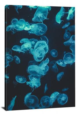 Moon Jellyfish, 2019 - Canvas Wrap
