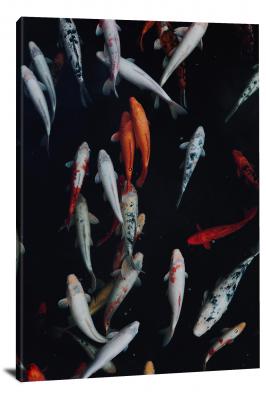 Koi Fish, 2019 - Canvas Wrap