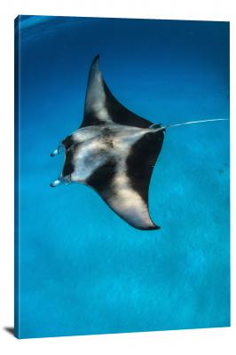 CW6631-fish-manta-ray-in-the-lagoon-00