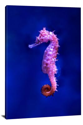 CW6633-fish-pretty-pink-seahorse-00