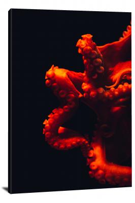 CW6635-fish-red-octopus-00