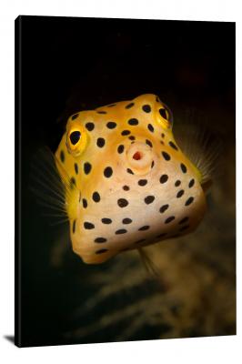 CW6636-fish-spotted-pufferfish-00
