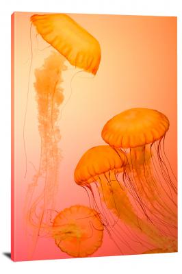 Jellyfish at Shedd Aquarium, 2019 - Canvas Wrap